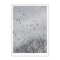 Ingrey Studio poster 30x40 cm crows