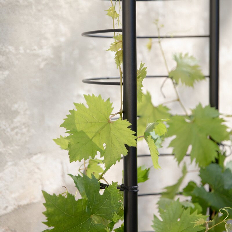 Simply Grow espalier til ytterpotte svart