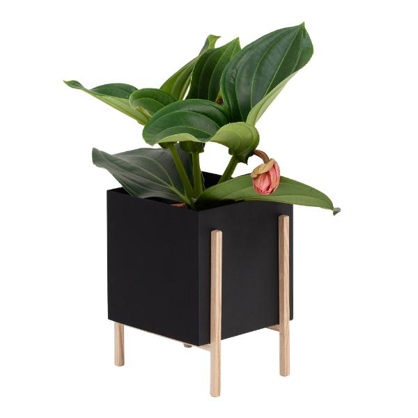 Greenery botanic potte