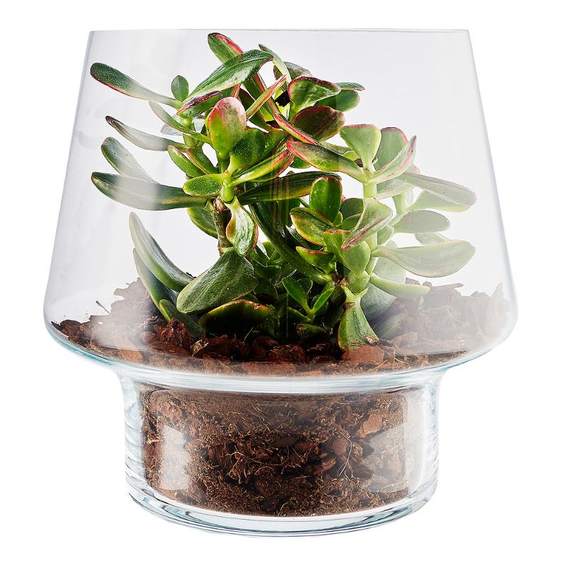 Sukkulent glassvase Ø21 cm