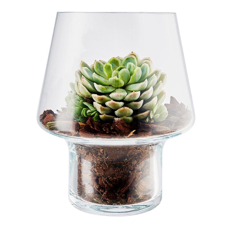 Sukkulent glassvase Ø15 cm
