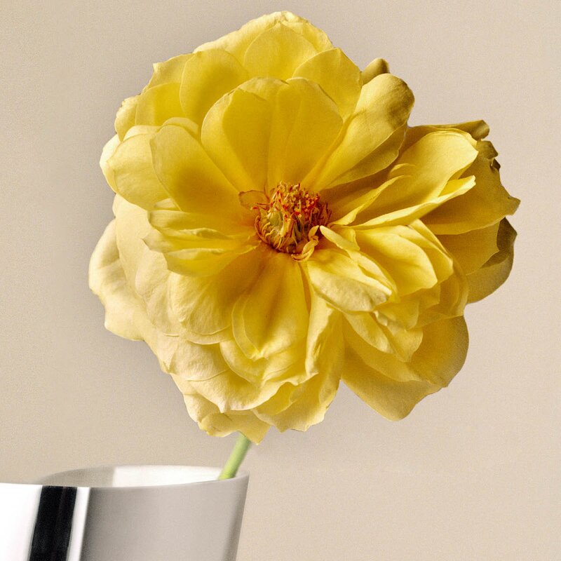 Lituus vase medium 34 cm blank