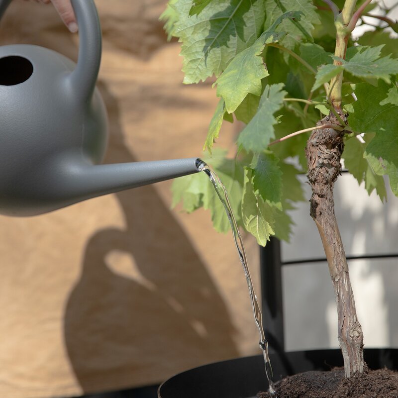 Simply Grow espalier til ytterpotte svart